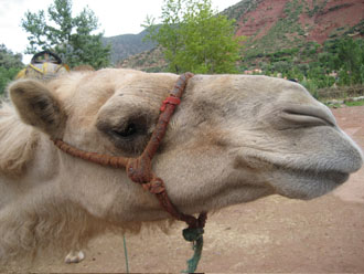 Kamel